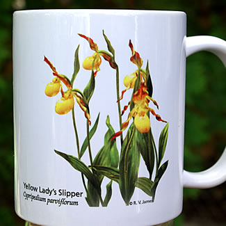 mug DS-066 Cypripedium parviflorum clump 7103.jpg